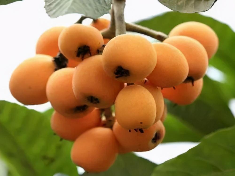 毕节富硒水果