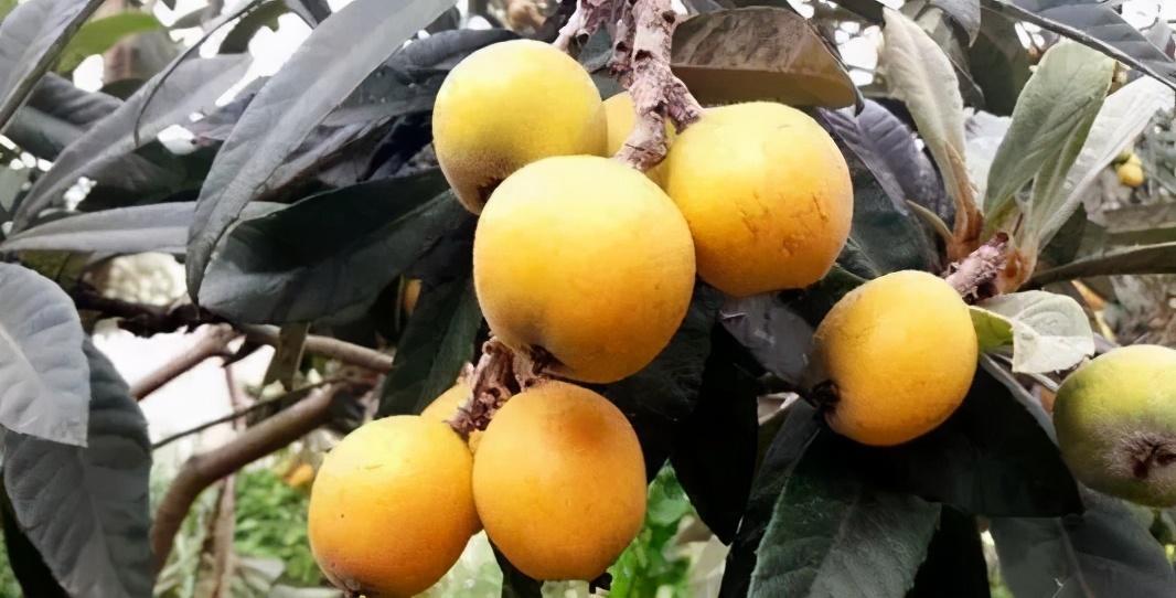 毕节富硒水果