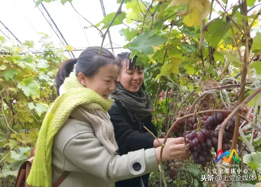 富硒水果葡萄