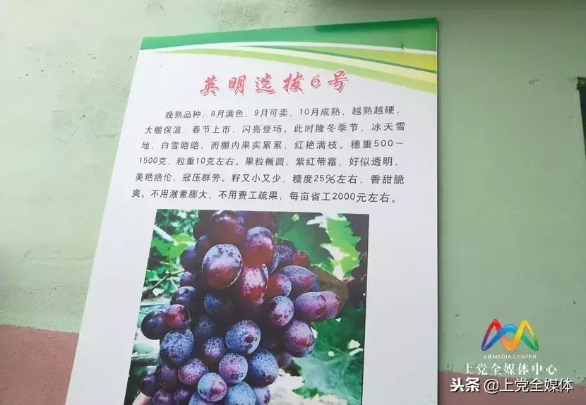 富硒水果葡萄（水果葡萄富硒含量）-硒宝网