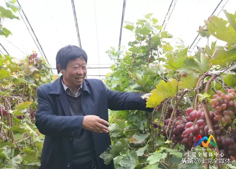 富硒水果葡萄