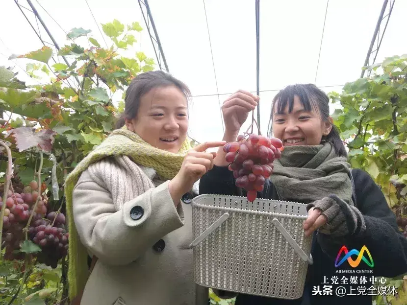 富硒水果葡萄