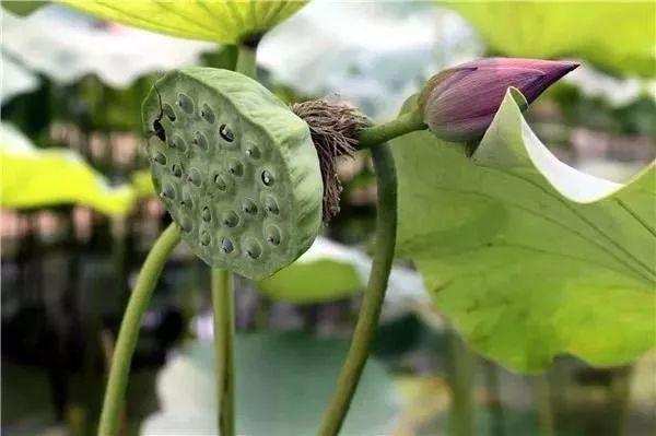 南通富硒水果