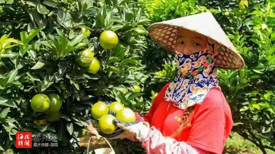澄迈富硒水果
