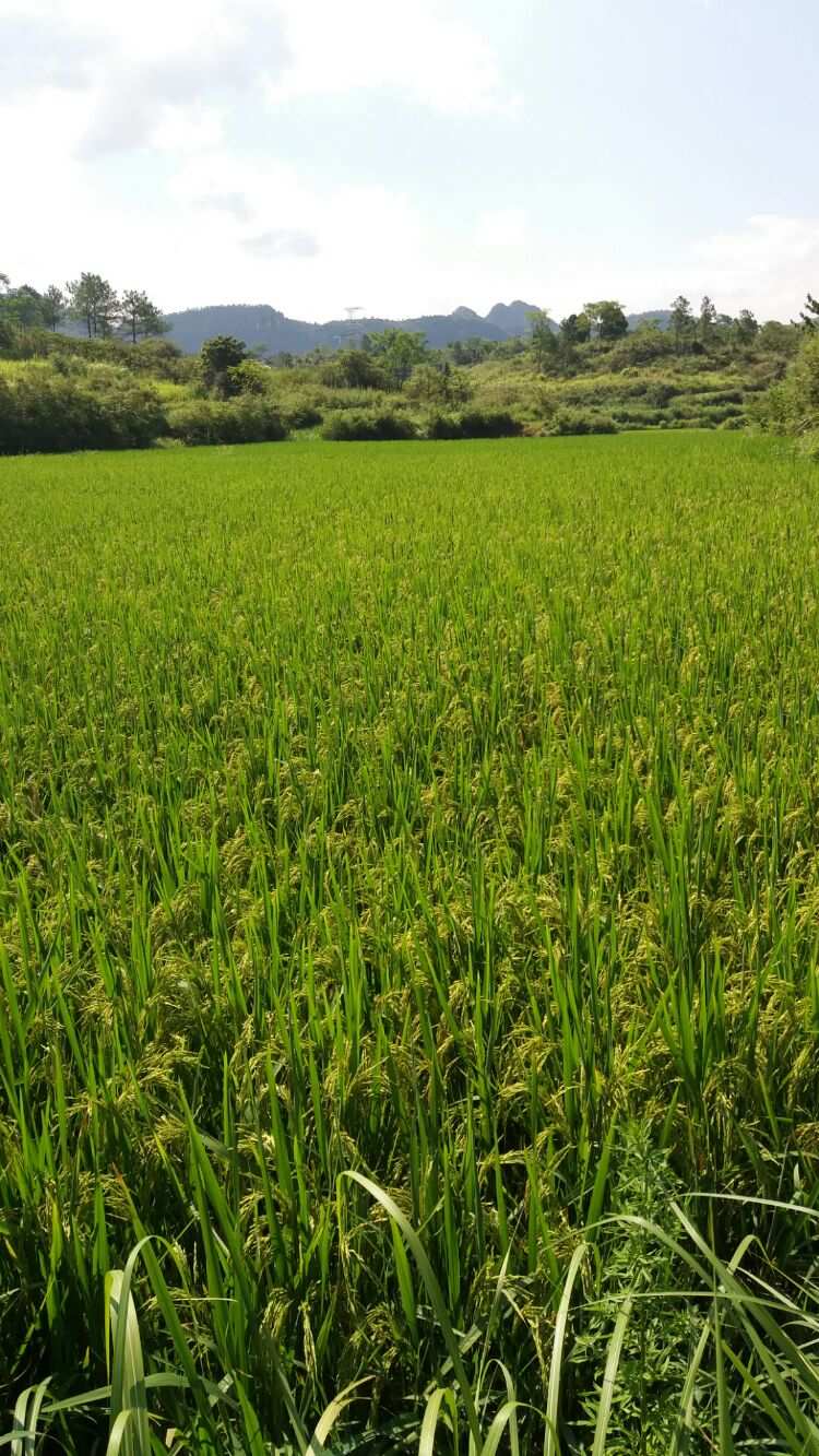 辽阳富硒水果