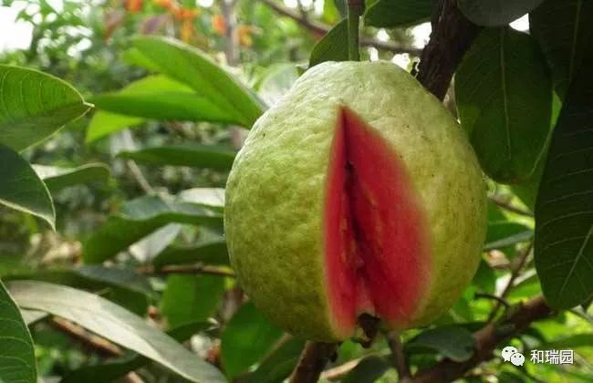 澄迈富硒水果