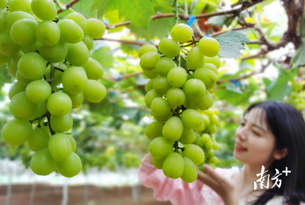 新鲜富硒水果
