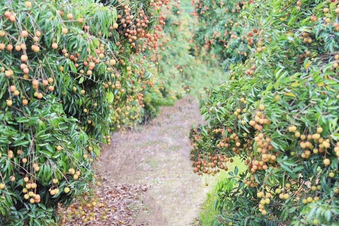寻乌富硒水果