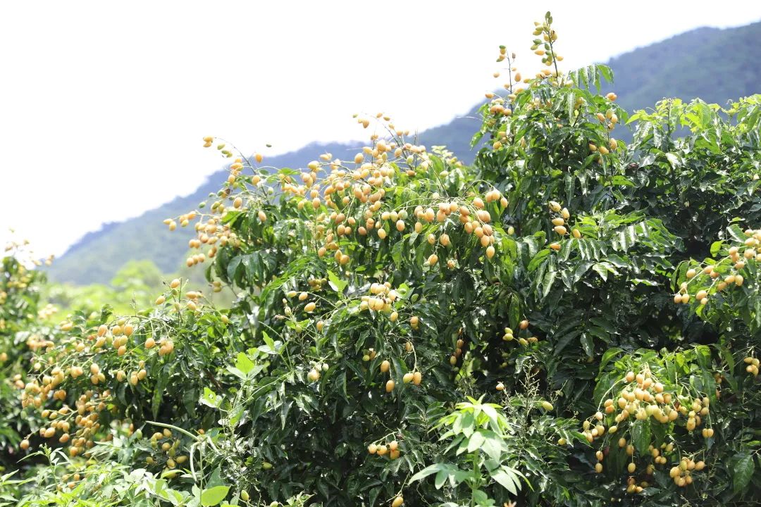 寻乌富硒水果