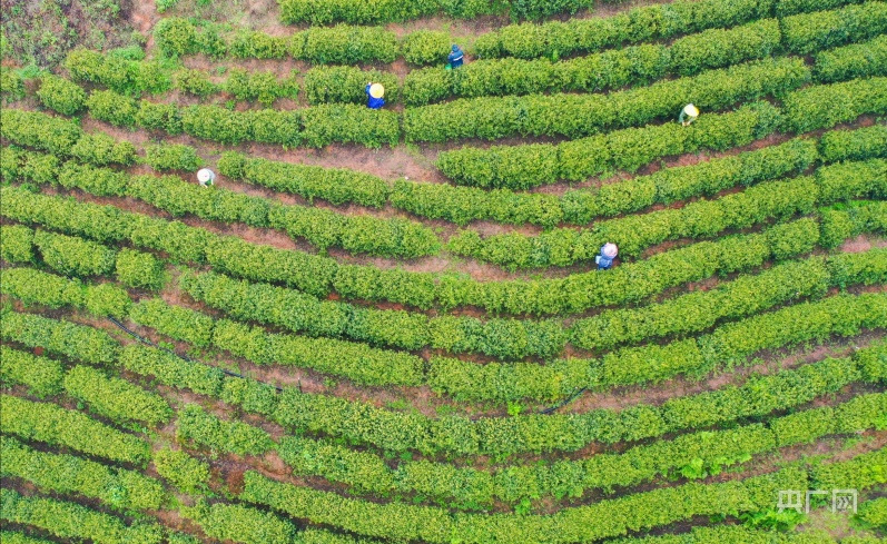 南阳富硒水果