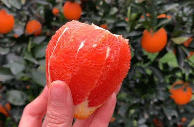 富硒水果番茄（番茄水果富硒含量高吗）-硒宝网