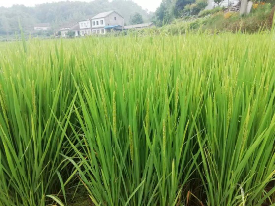 富硒水果肥料
