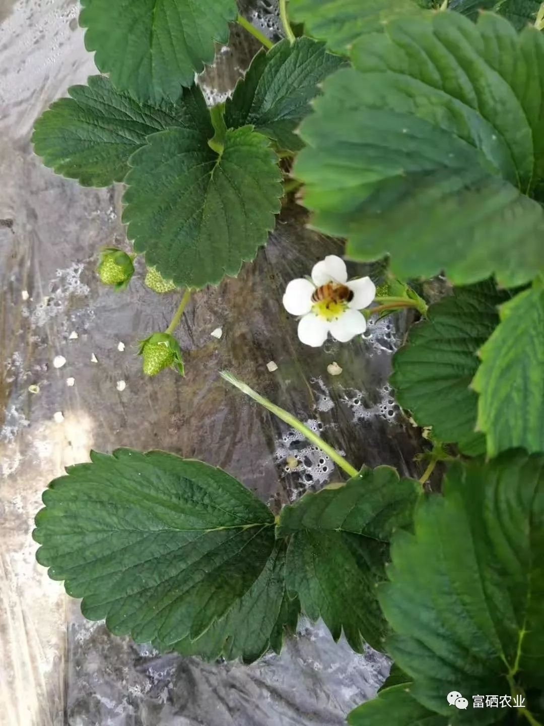 富硒皇后水果
