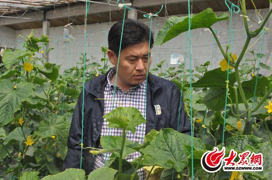 黄心白菜都有什么品种