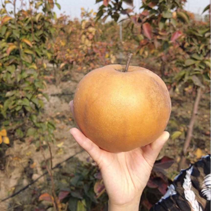 富硒水果指标