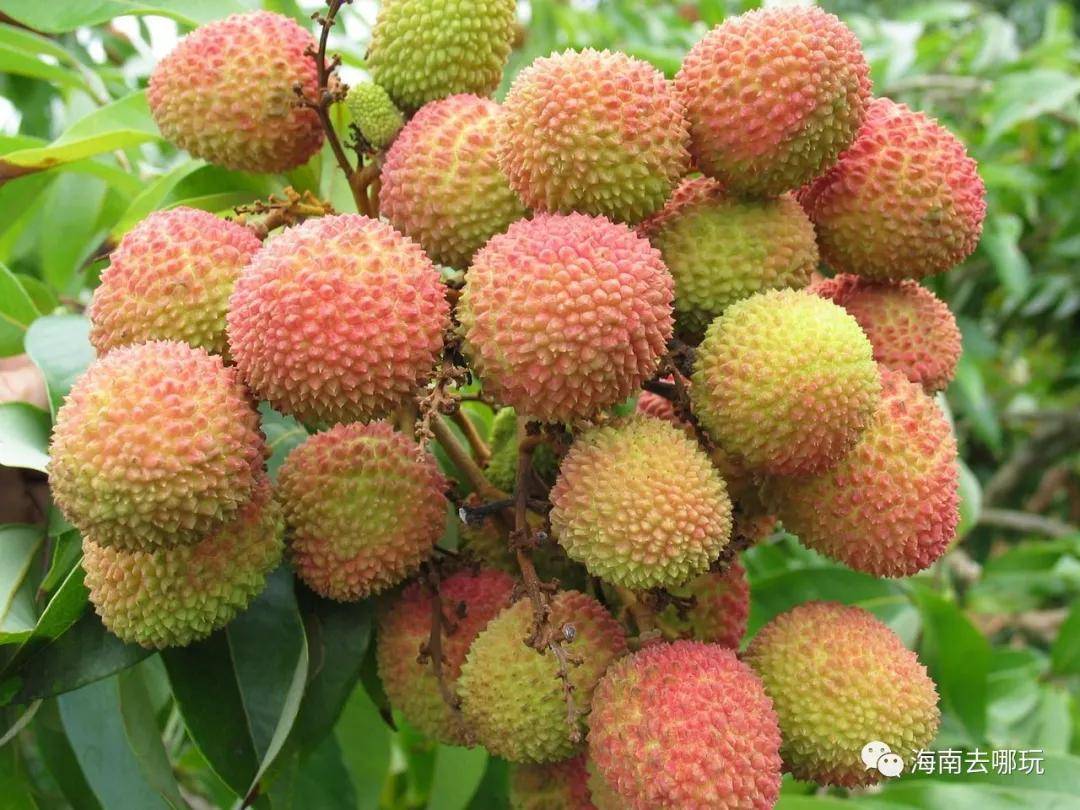 富硒水果种苗