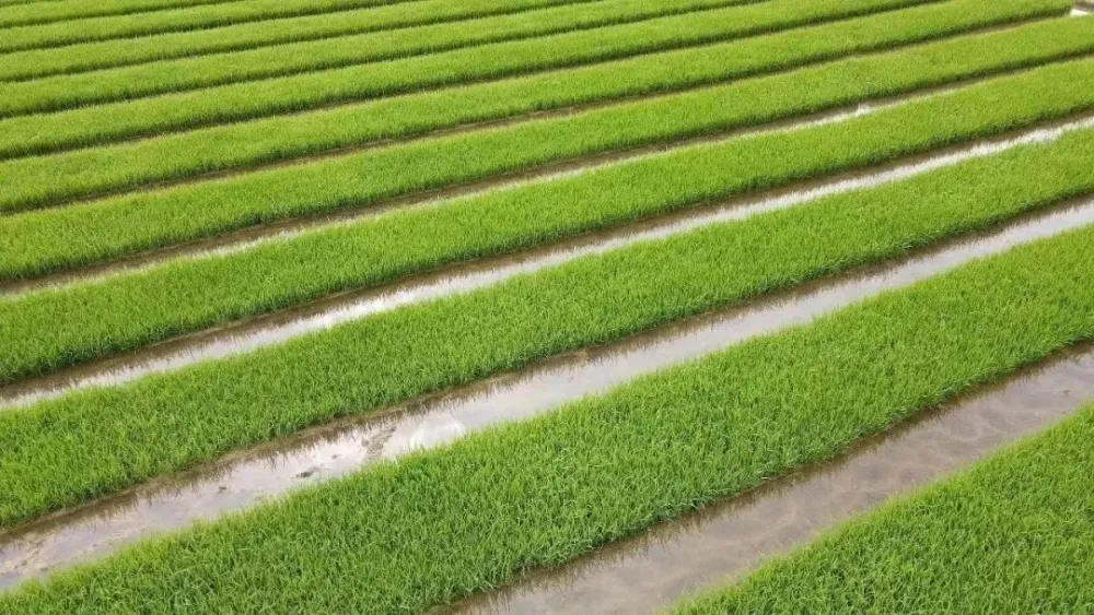 伊春富硒水果