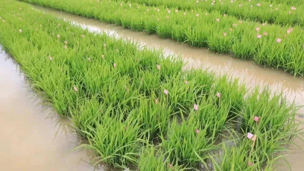 伊春富硒水果