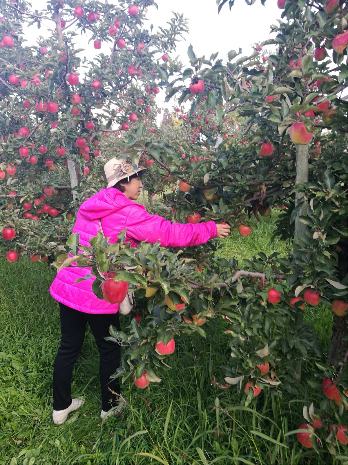 运城富硒水果