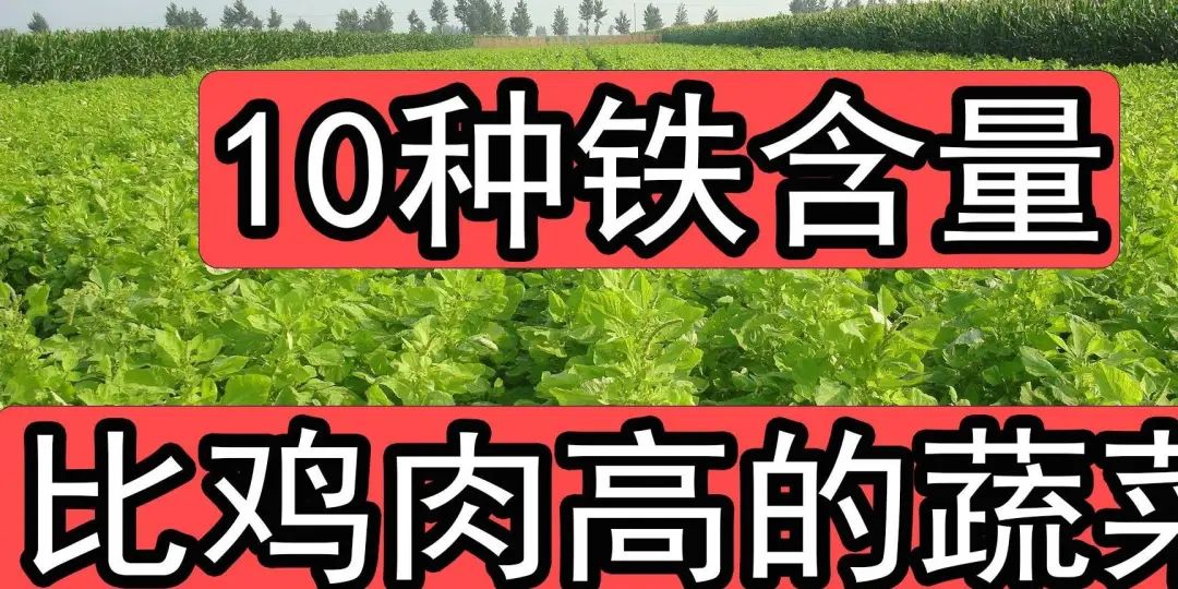 猪肉补铁吗