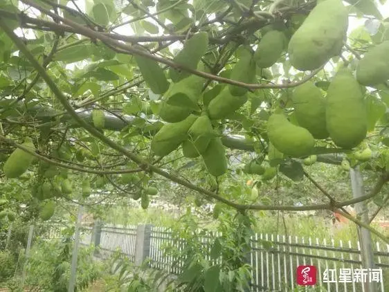 文昌富硒水果