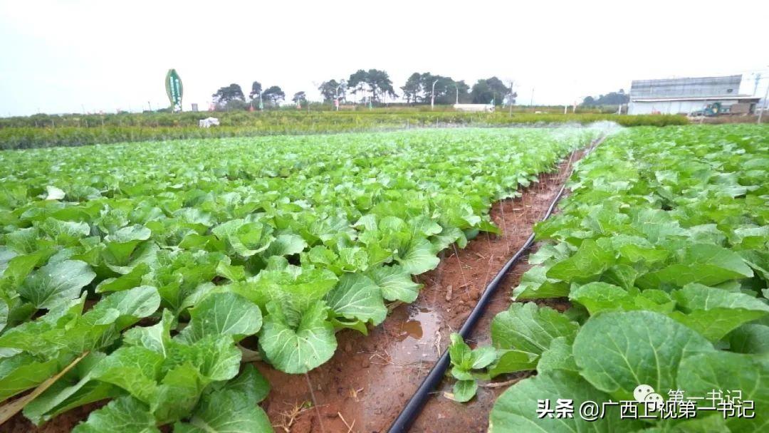 富硒水果玉米