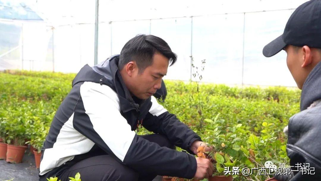 富硒水果玉米