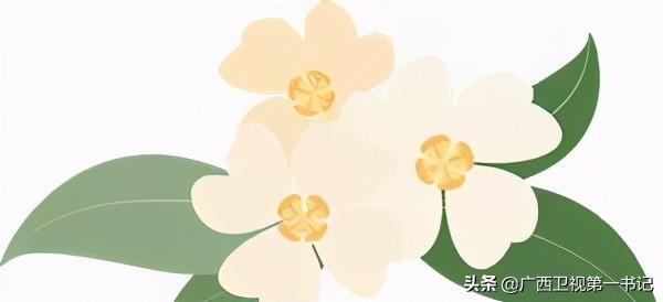 富硒水果玉米