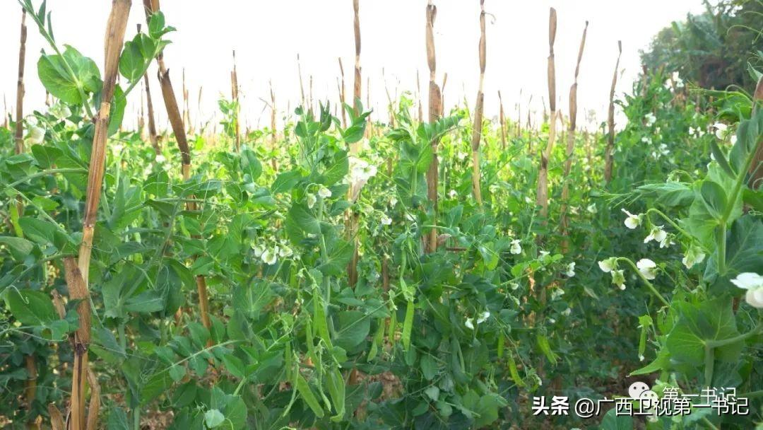 富硒水果玉米