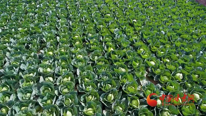 澳门富硒水果