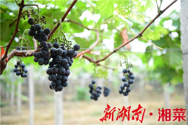 湘潭富硒水果