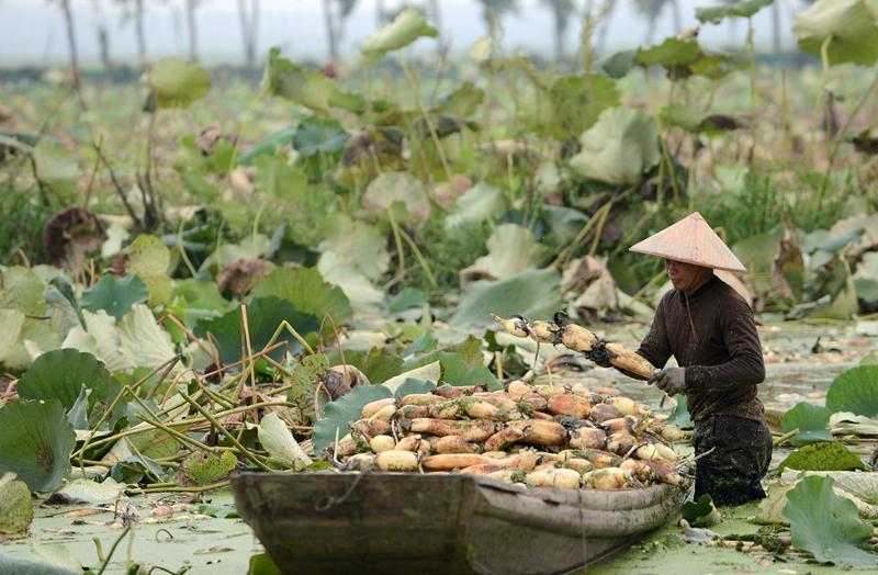 菏泽富硒水果