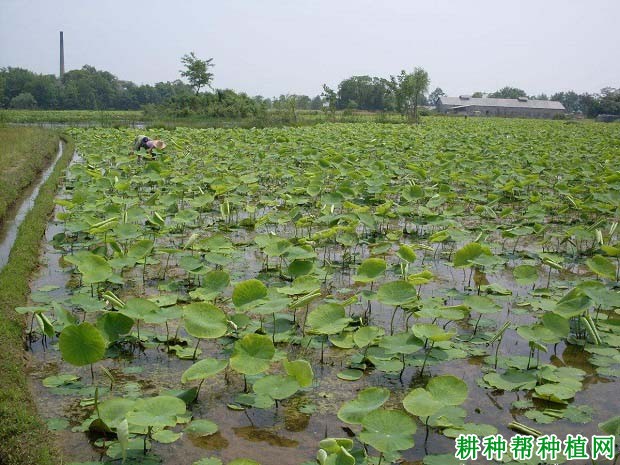 菏泽富硒水果