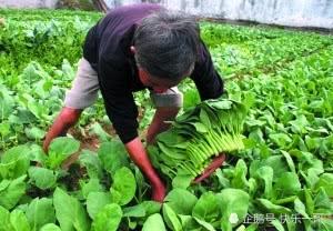 富硒水果功能