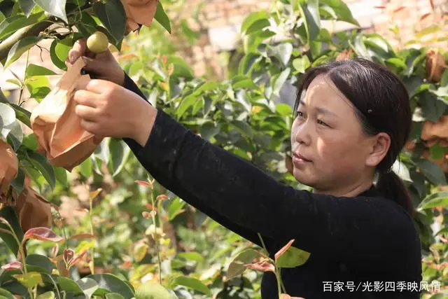 郴州富硒水果