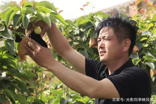 郴州富硒水果