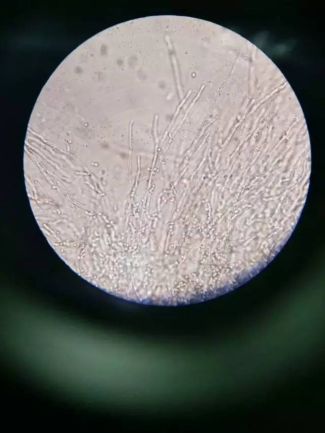 富硒水果酵母