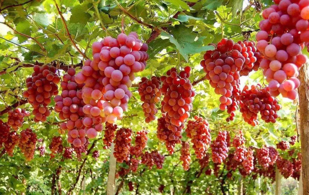 菏泽富硒水果