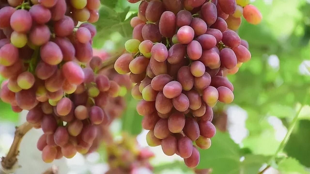 菏泽富硒水果