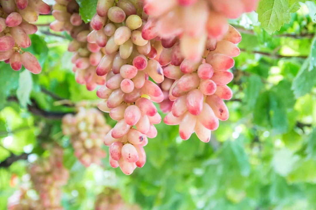 菏泽富硒水果