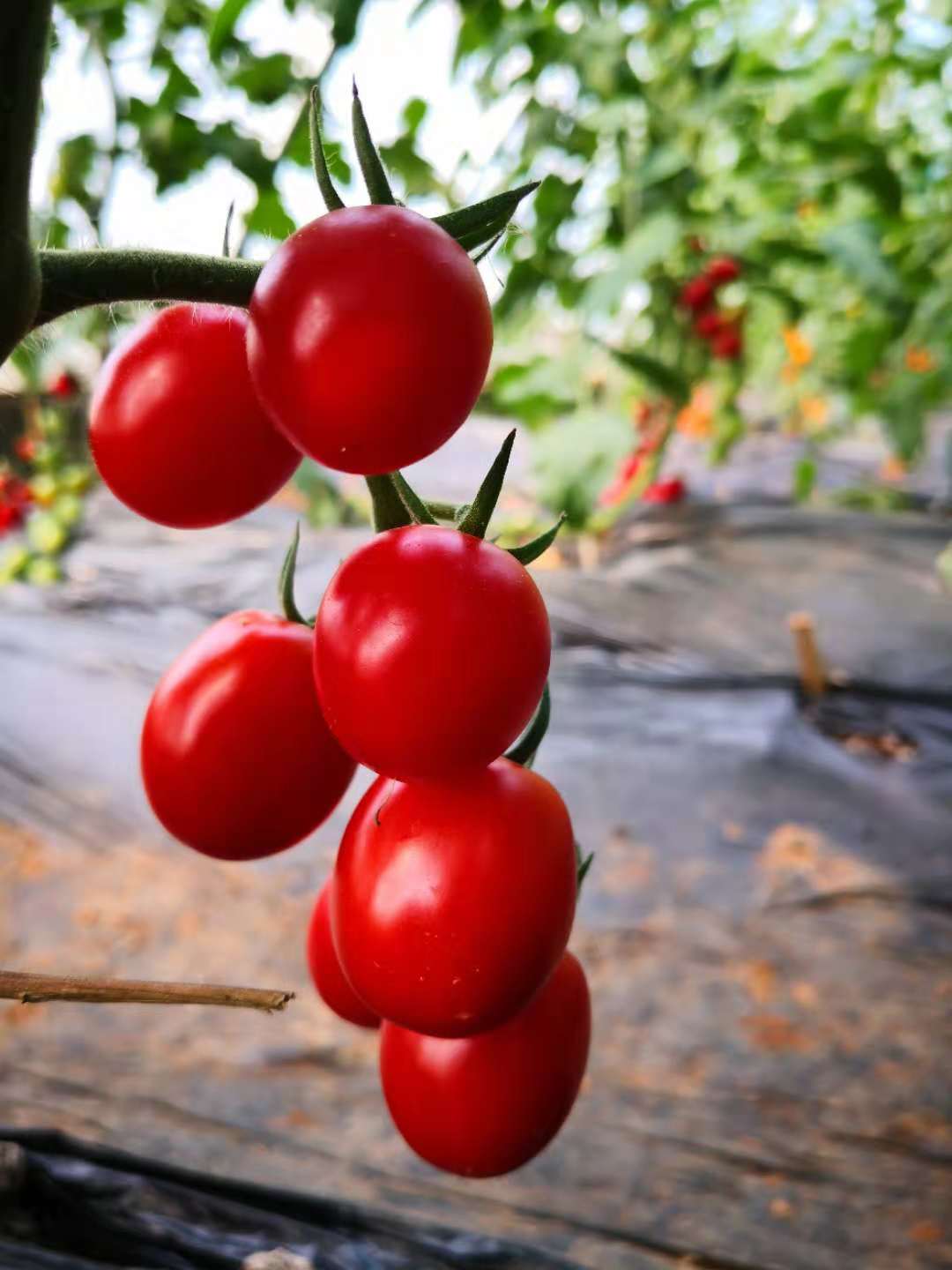 富硒水果西芹
