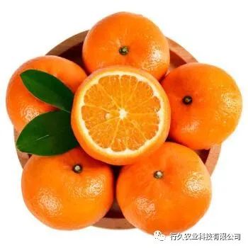 百色富硒水果