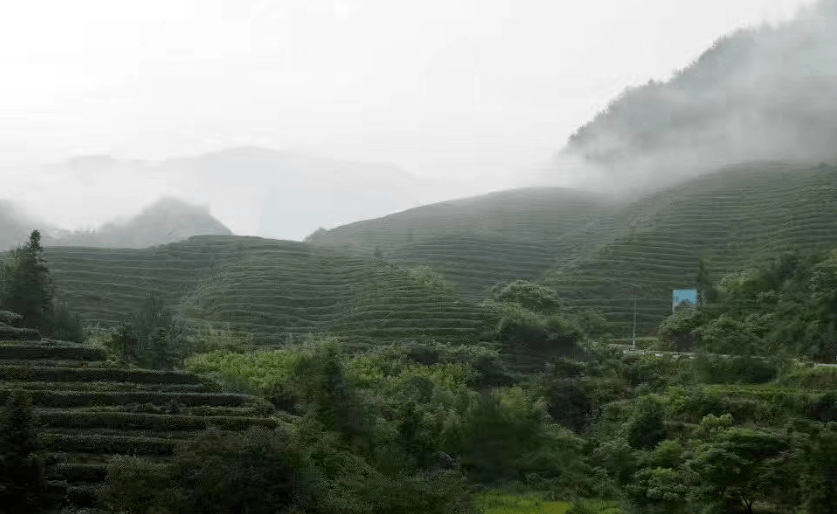 含硒莓茶产品