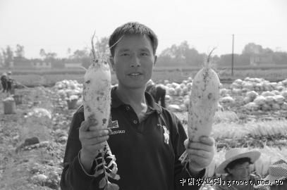 100克西兰花蛋白质