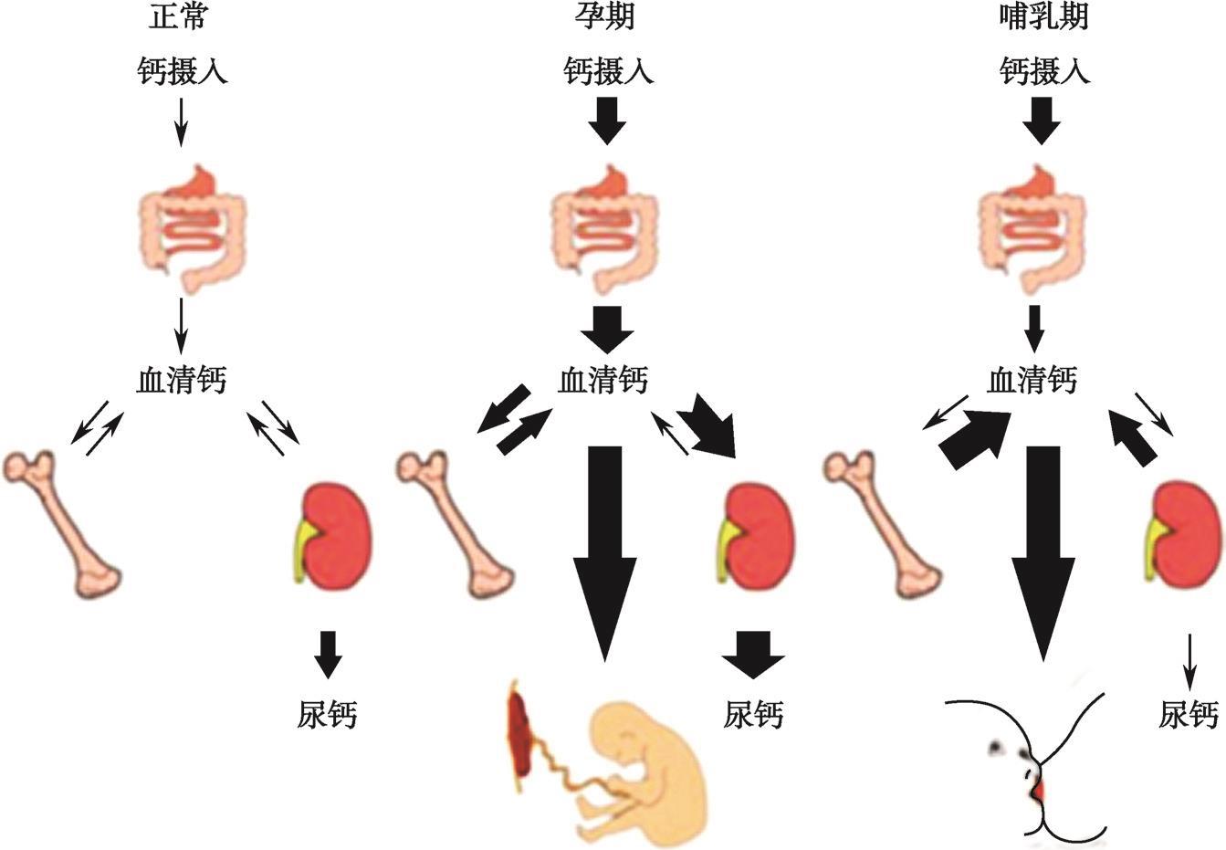 儿童补钙最佳季节