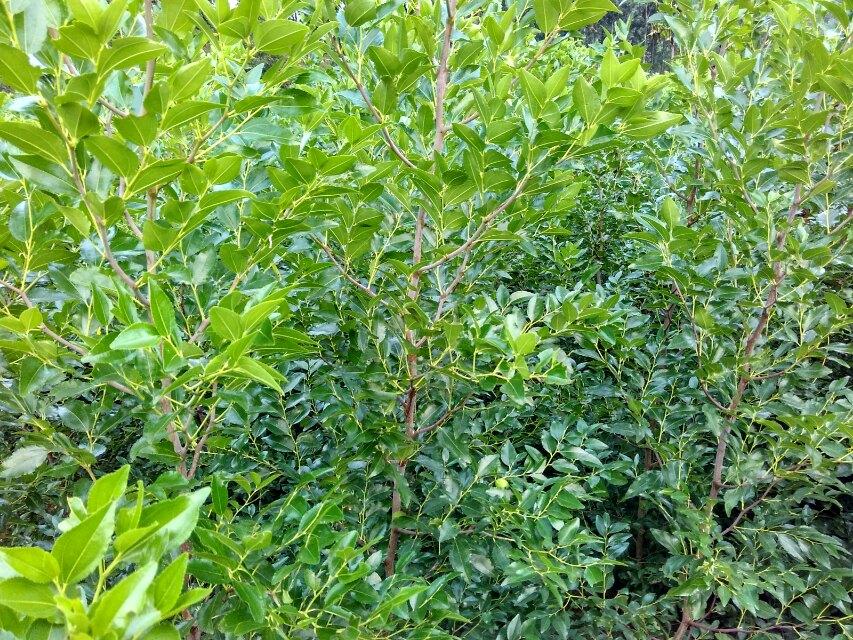 锌硒宝压片糖