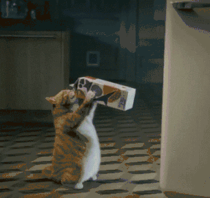 猫吃什么补钙