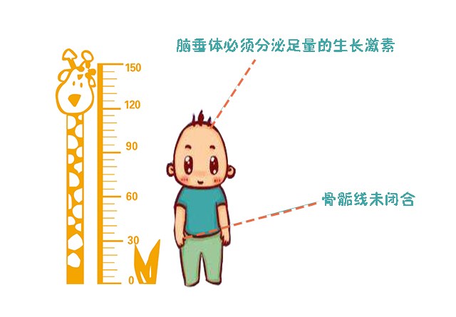 补钙真的能长高吗