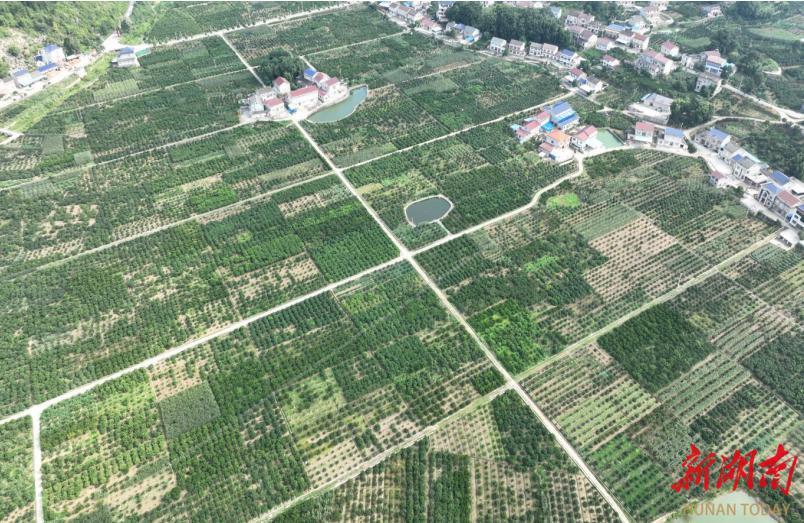 锌硒宝绿建园