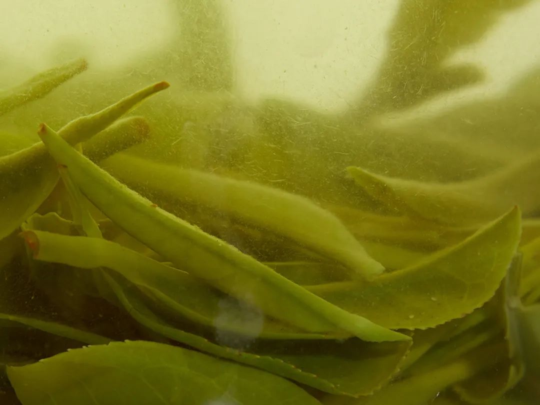 云雾恩施富硒茶